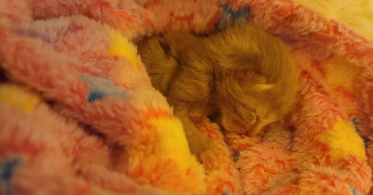 2-Day-Old Kitten Survives Michigan Tornado and Is Now Fighting for His Life in ICU 2-Day-Old Kitten Survives Michigan Tornado and Is Now Fighting for His Life in ICU