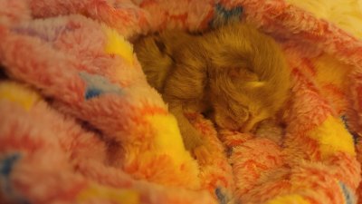 2-Day-Old Kitten Survives Michigan Tornado and Is Now Fighting for His Life