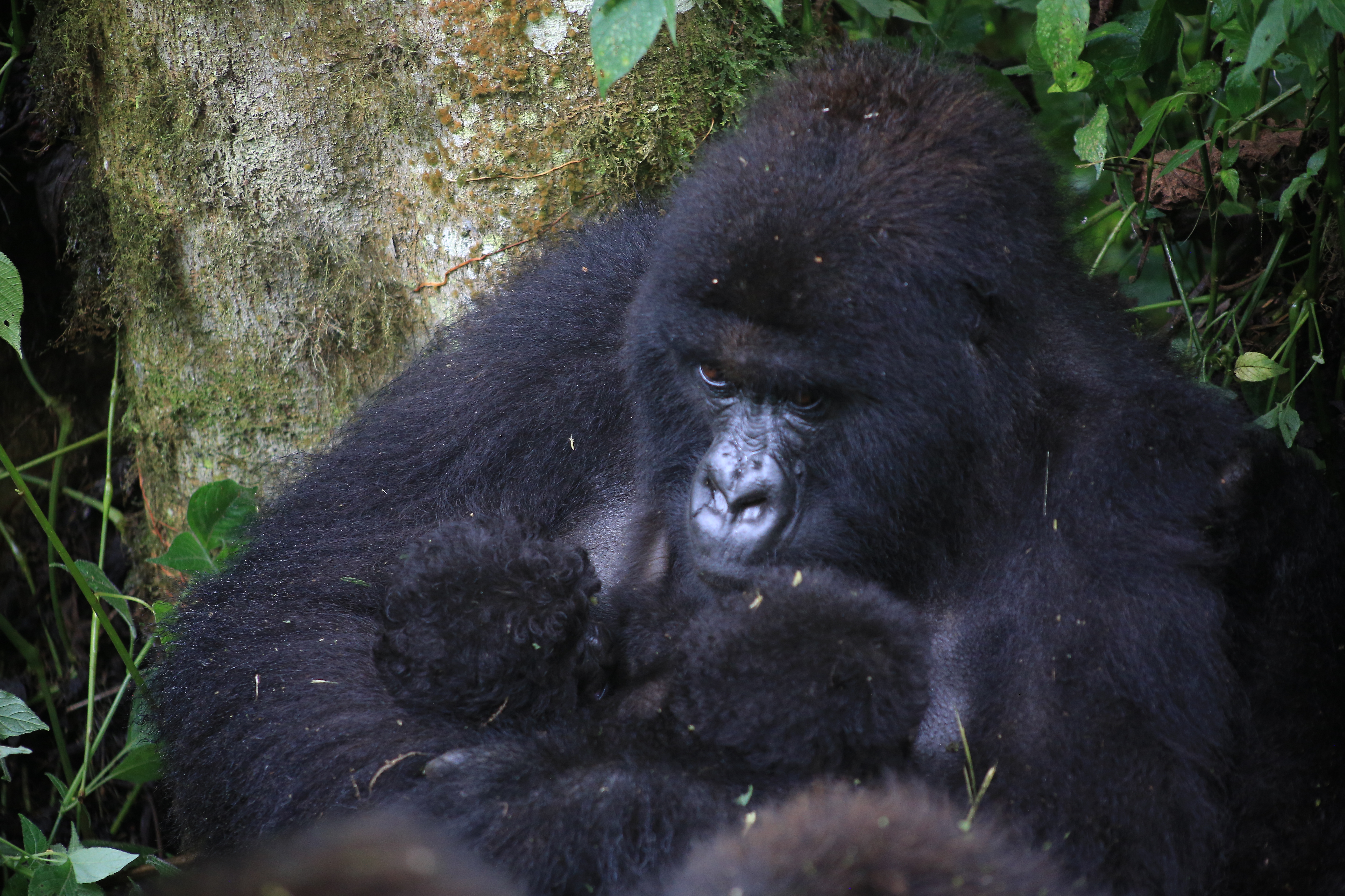 Virunga-National-Park-Witnesses-an-Extraordinary-Double-Mountain-Gorilla-Twin-Birth