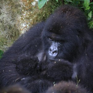 Virunga-National-Park-Witnesses-an-Extraordinary-Double-Mountain-Gorilla-Twin-Birth