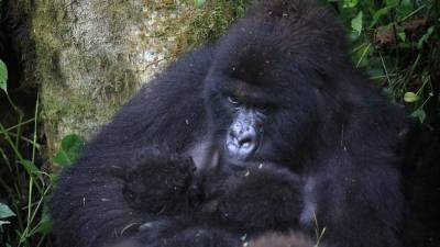 Virunga-National-Park-Witnesses-an-Extraordinary-Double-Mountain-Gorilla-Twin-Birth