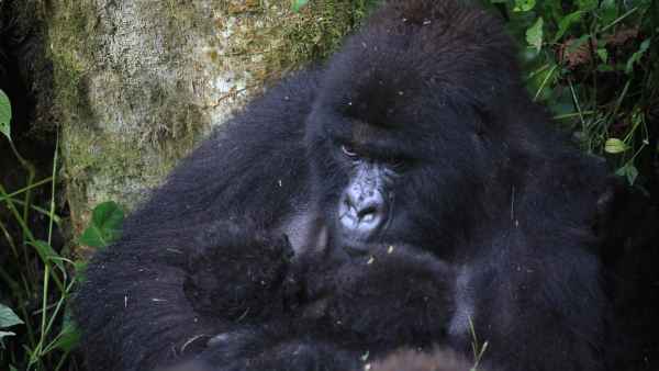 Virunga-National-Park-Witnesses-an-Extraordinary-Double-Mountain-Gorilla-Twin-Birth