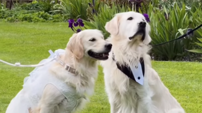 Two Golden Retrievers Get Married in Adorable Charity Wedding With 60 Guests