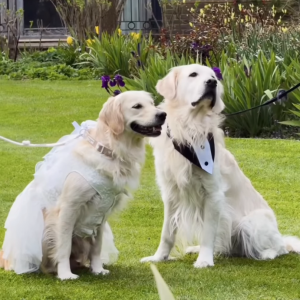 Two Golden Retrievers Get Married in Adorable Charity Wedding With 60 Guests