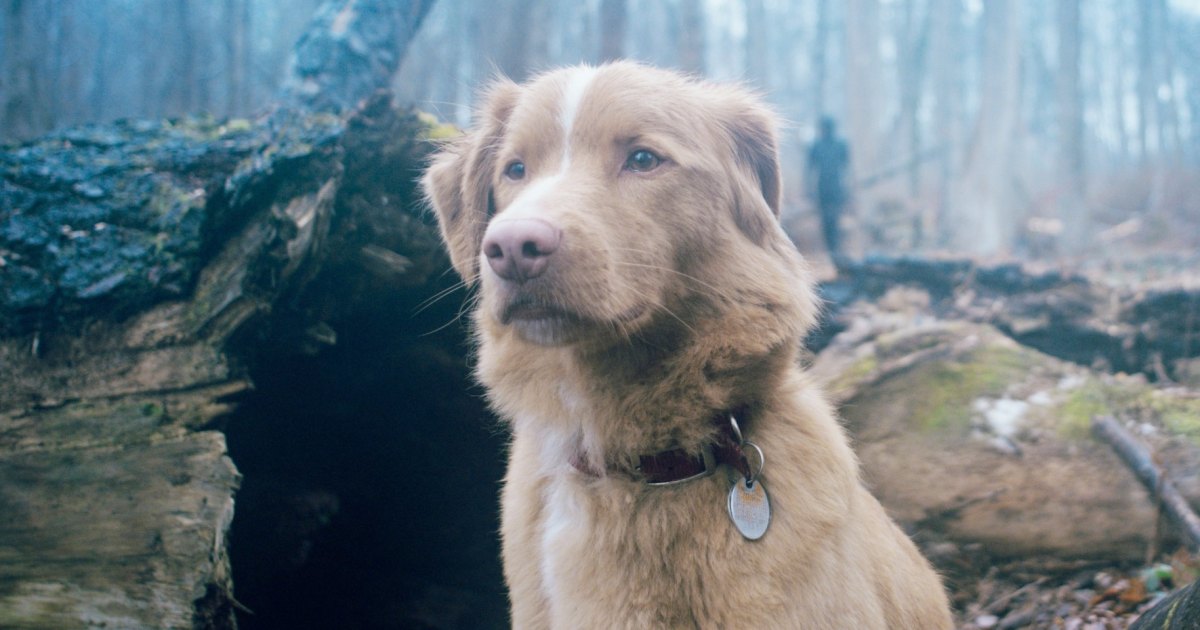 3 geweldige horrorfilms om te bekijken op Hulu en meer in april 2026