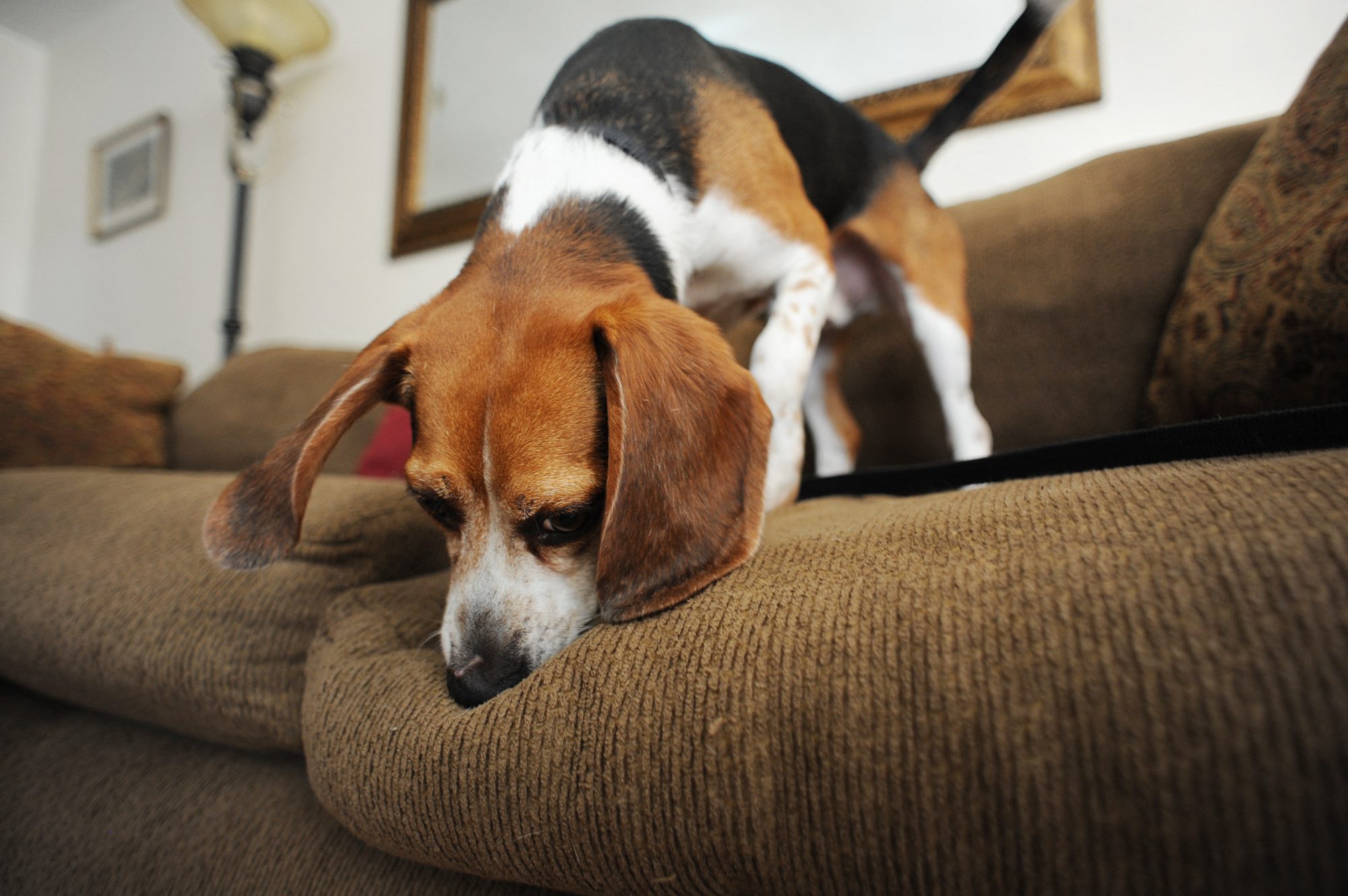 GettyImages-103178828-Mold-Detection-Dogs-Are-Becoming-the-Secret-Weapon-Against-Hidden-Mold-in-Your-Home