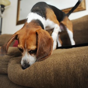 GettyImages-103178828-Mold-Detection-Dogs-Are-Becoming-the-Secret-Weapon-Against-Hidden-Mold-in-Your-Home