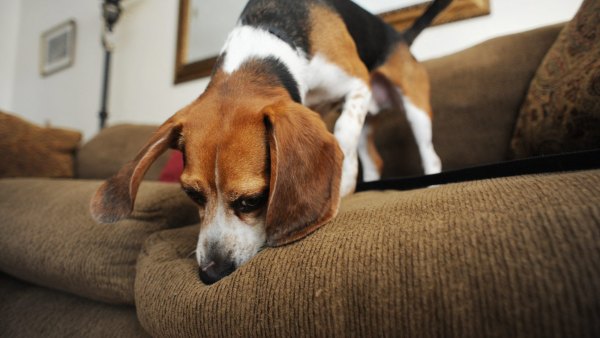 GettyImages-103178828-Mold-Detection-Dogs-Are-Becoming-the-Secret-Weapon-Against-Hidden-Mold-in-Your-Home