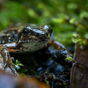 GettyImages-1241024997-If-Microplastics-Can-Reach-Tadpoles-in-the-Amazon-Rainforest-Nowhere-on-Earth-Is-Safe