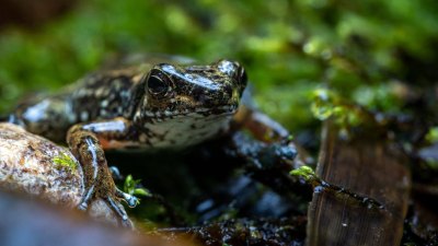 GettyImages-1241024997-If-Microplastics-Can-Reach-Tadpoles-in-the-Amazon-Rainforest-Nowhere-on-Earth-Is-Safe