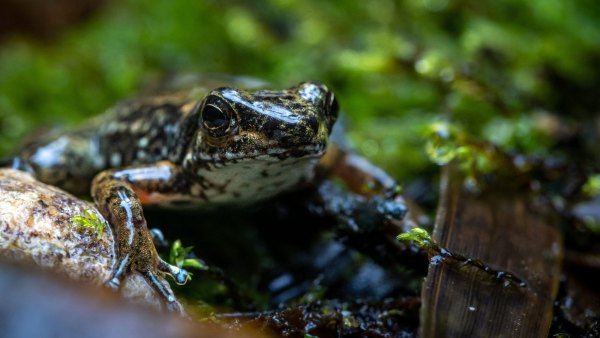 GettyImages-1241024997-If-Microplastics-Can-Reach-Tadpoles-in-the-Amazon-Rainforest-Nowhere-on-Earth-Is-Safe