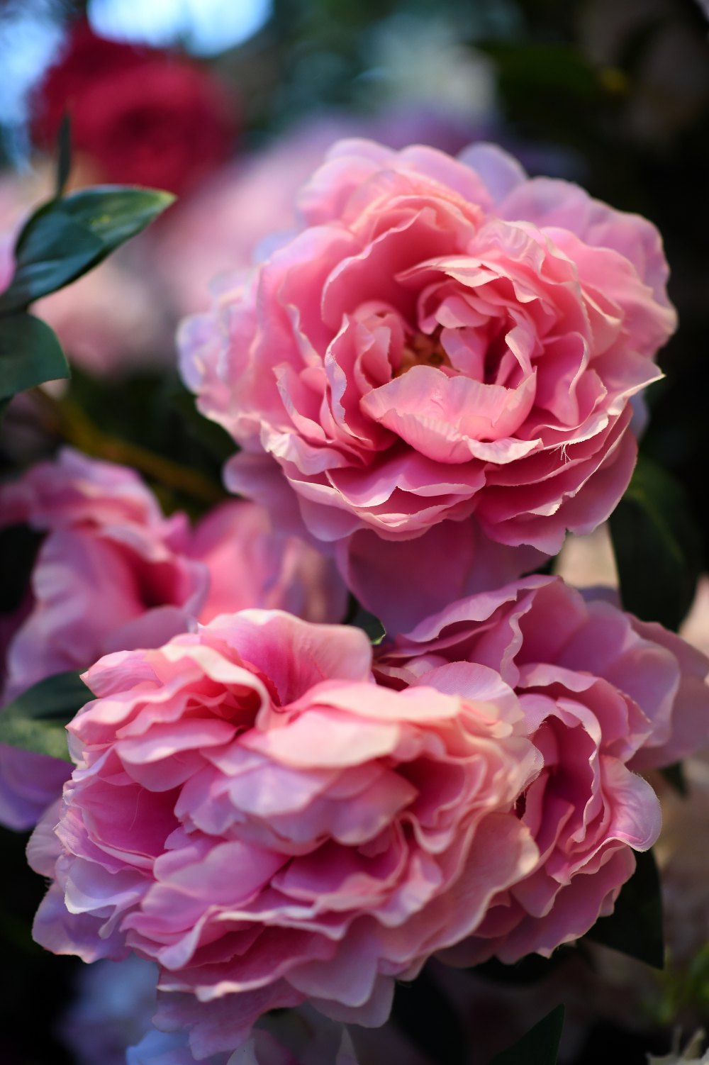 Flores de Peon&iacute;as.