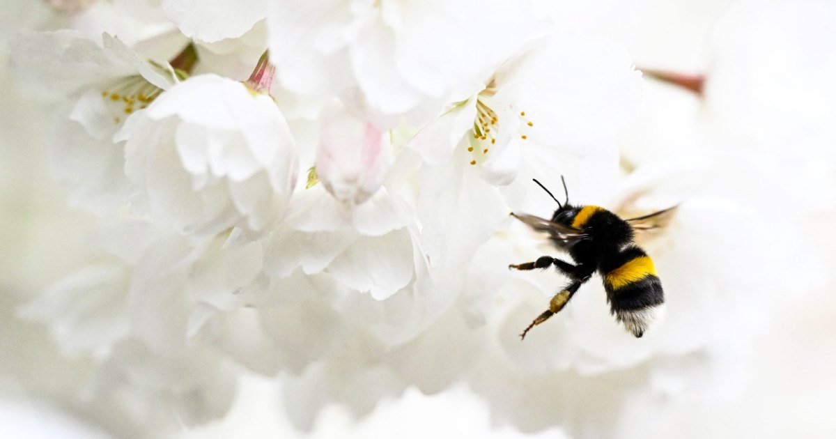The Best Outdoor Plants for Naturally Keeping Mosquitoes and Pests Away Without Chemicals The Best Outdoor Plants for Naturally Keeping Mosquitoes and Pests Away Without Chemicals