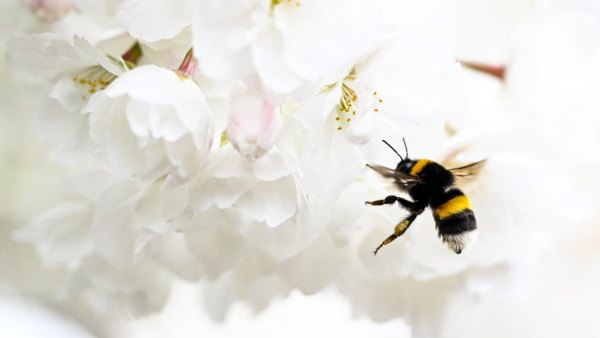 GettyImages-2268057329-The-Best-Outdoor-Plants-for-Naturally-Keeping-Mosquitoes-and-Pests-Away-Without-Chemicals
