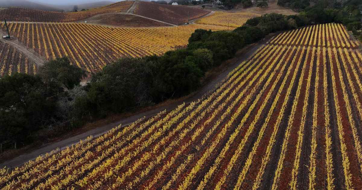 5 Family-Friendly Vineyard Picks Across the U.S. Where Kids and Parents Both Enjoy the Trip