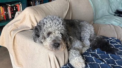 Family’s Dog Fatally Shot by LAPD Officer While Woman Celebrated New York Knicks Victory
