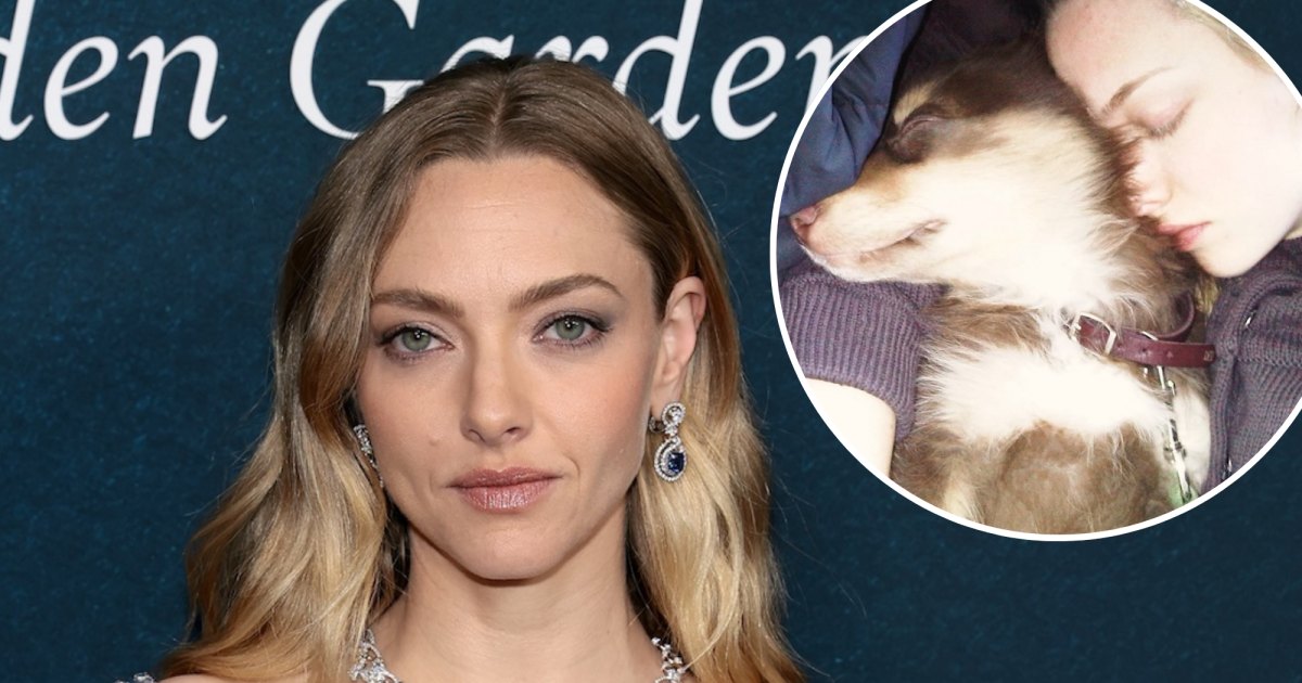 Amanda Seyfried Shares Touching Tribute to Beloved Dog Finn After Death at 16: ‘Forever and Ever’ Amanda Seyfried Shares Touching Tribute to Beloved Dog Finn After Death at 16: ‘Forever and Ever’