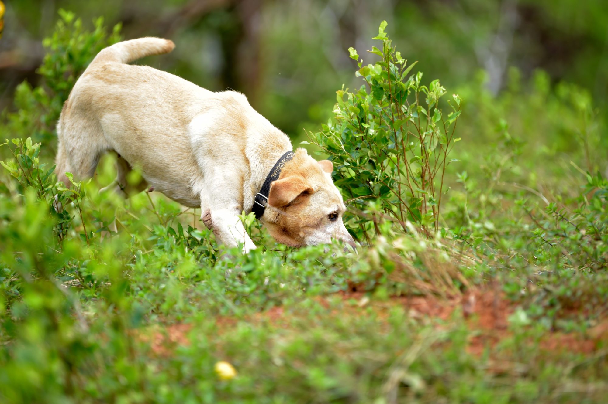 GettyImages-1203600620-Your-Dogs-Nose-May-Be-the-Key-to-Its-Mental-Health-But-Experts-Say-Most-Owners-Are-Overlooking-It