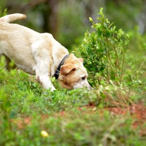 GettyImages-1203600620-Your-Dogs-Nose-May-Be-the-Key-to-Its-Mental-Health-But-Experts-Say-Most-Owners-Are-Overlooking-It