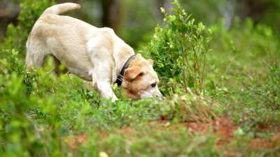 GettyImages-1203600620-Your-Dogs-Nose-May-Be-the-Key-to-Its-Mental-Health-But-Experts-Say-Most-Owners-Are-Overlooking-It