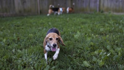 GettyImages-1413516558-A-Dog-Nearly-Died-From-Eating-a-Common-Plant-His-Owner-Is-Now-Pushing-for-Pet-Friendly-Warning-Labels