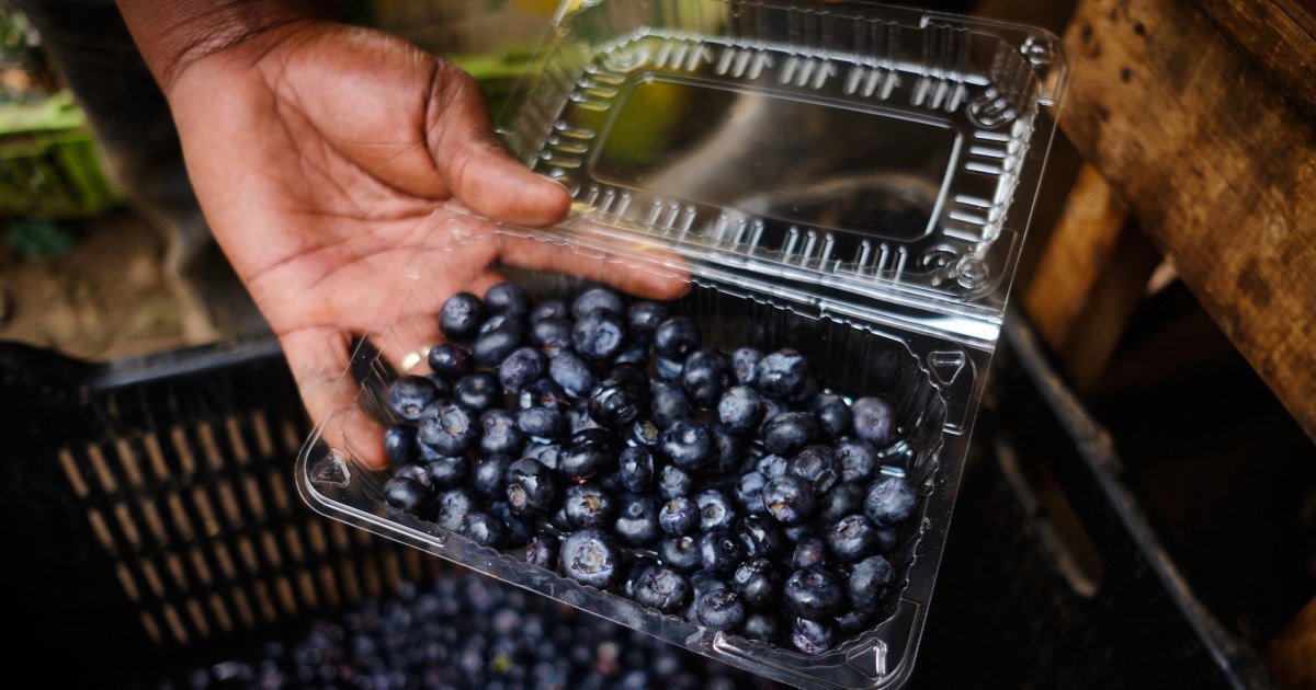 Can Blueberries Help Protect Memory? Experts Studied 16,000 Women Can Blueberries Help Protect Memory? Experts Studied 16,000 Women