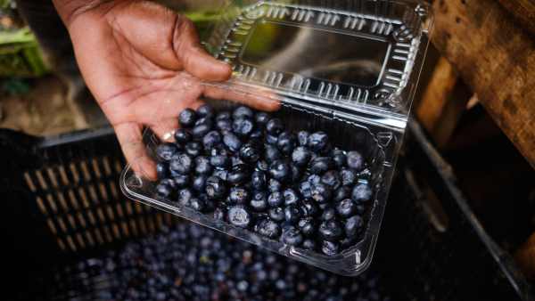 GettyImages-2253157448 Could Blueberries Help Protect Your Memory Study Says Yes
