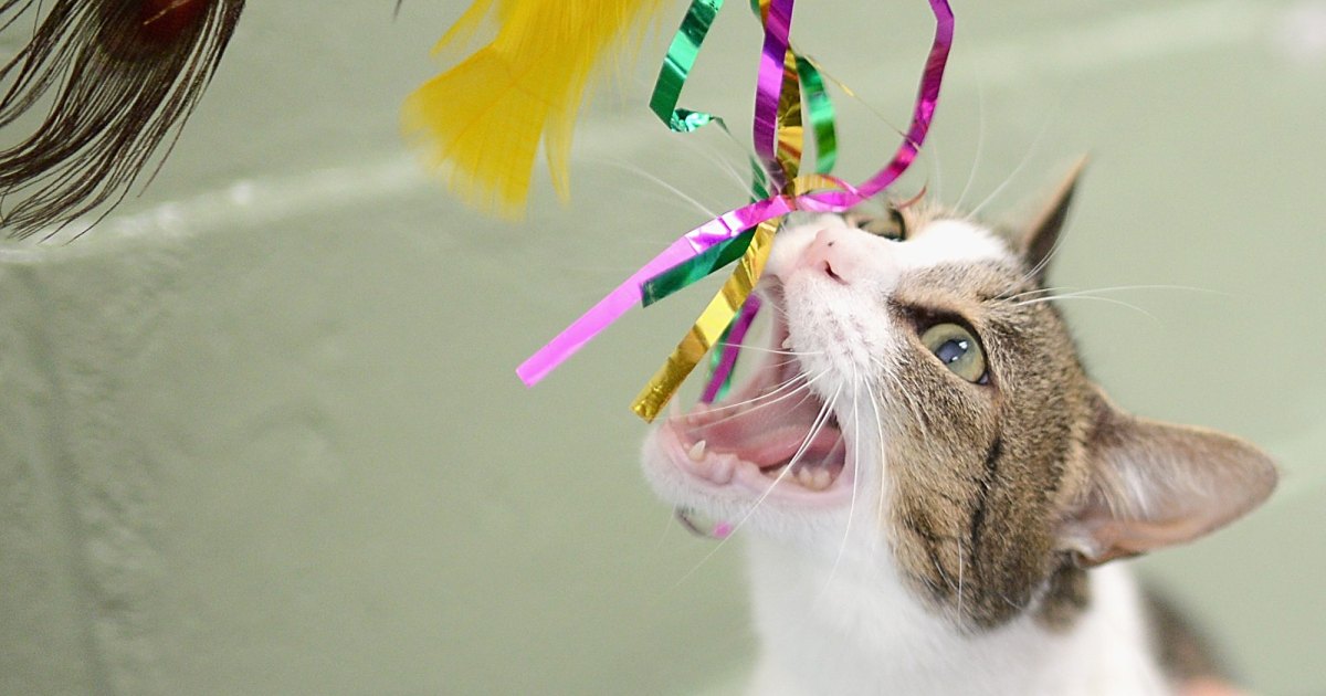 Cat Chewing Is More Complex Than You Think: What Veterinarians and Behaviorists Want Owners to Know Cat Chewing Is More Complex Than You Think: What Veterinarians and Behaviorists Want Owners to Know