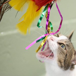 GettyImages-451263830-Cat-Chewing-Is-More-Complex-Than-You-Think-What-Veterinarians-and-Behaviorists-Want-Owners-To-Know