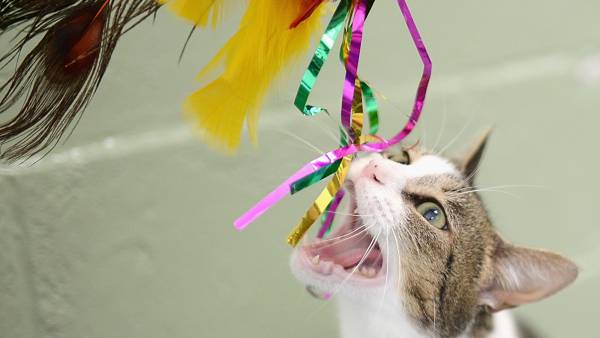 GettyImages-451263830-Cat-Chewing-Is-More-Complex-Than-You-Think-What-Veterinarians-and-Behaviorists-Want-Owners-To-Know