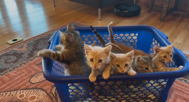Ransom Canyon Kittens