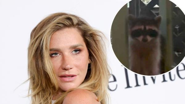 Kesha Loses Fight to Big Feral Raccoon Intruder Refusing to Leave Her Home: ‘Move In’