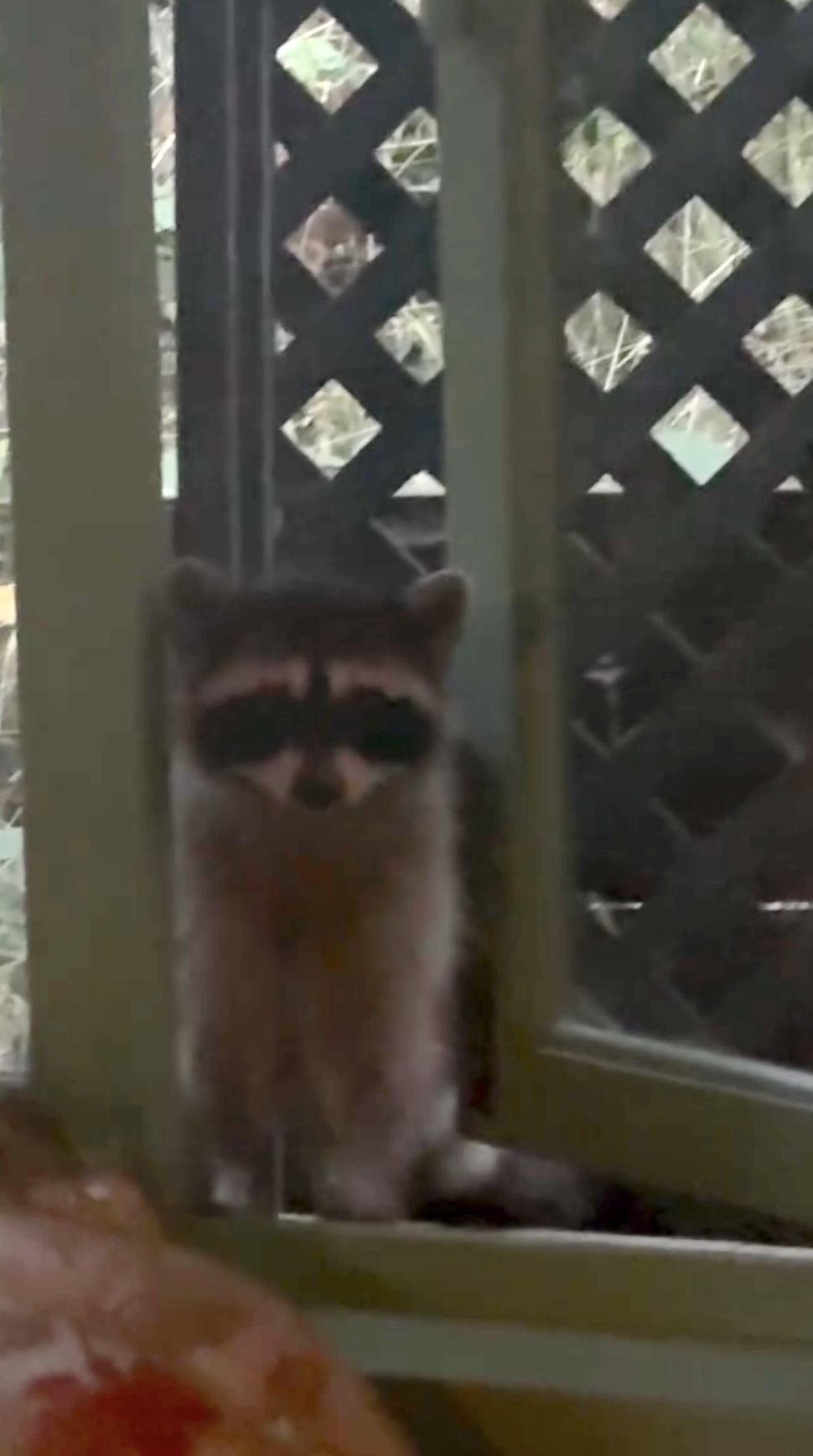 Kesha Loses Fight to Big Feral Raccoon Intruder Refusing to Leave Her Home
