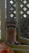 Kesha Loses Fight to Big Feral Raccoon Intruder Refusing to Leave Her Home: ‘Move In’