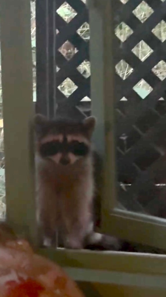 Kesha Loses Fight to Big Feral Raccoon Intruder Refusing to Leave Her Home Kesha Loses Fight to Big Feral Raccoon Intruder Refusing to Leave Her Home