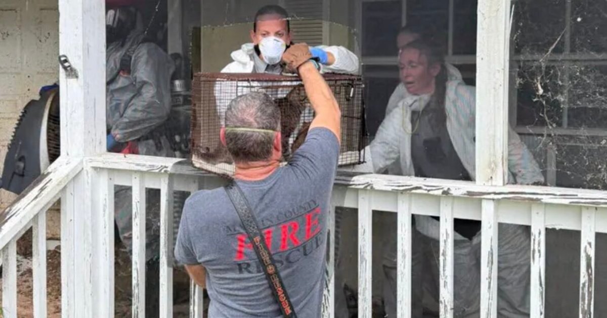 Mulher é presa após encontrar 70 animais vivendo em casa imunda