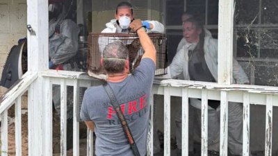 Florida Woman Arrested After 70 Cats and Dogs Found Living in ‘Horrific’ Conditions at Her Home