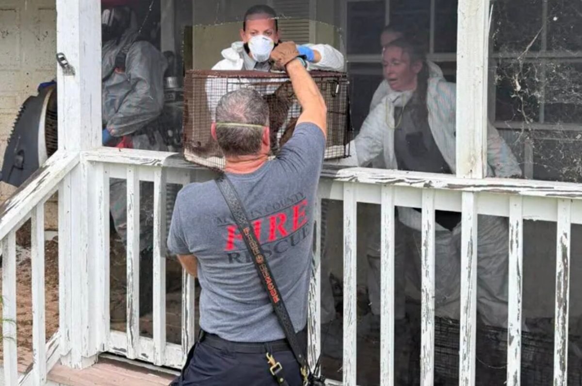 Florida Woman Arrested After 70 Cats and Dogs Found Living in ‘Horrific’ Conditions at Her Home