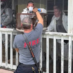 Florida Woman Arrested After 70 Cats and Dogs Found Living in ‘Horrific’ Conditions at Her Home