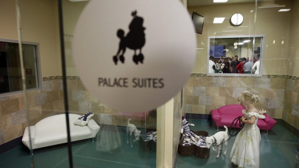 GettyImages-143815375 Traveling With Pets Common Pet Travel Mistakes to Avoid