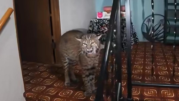 Police Called to Burglary Report Find Bobcat Inside Home
