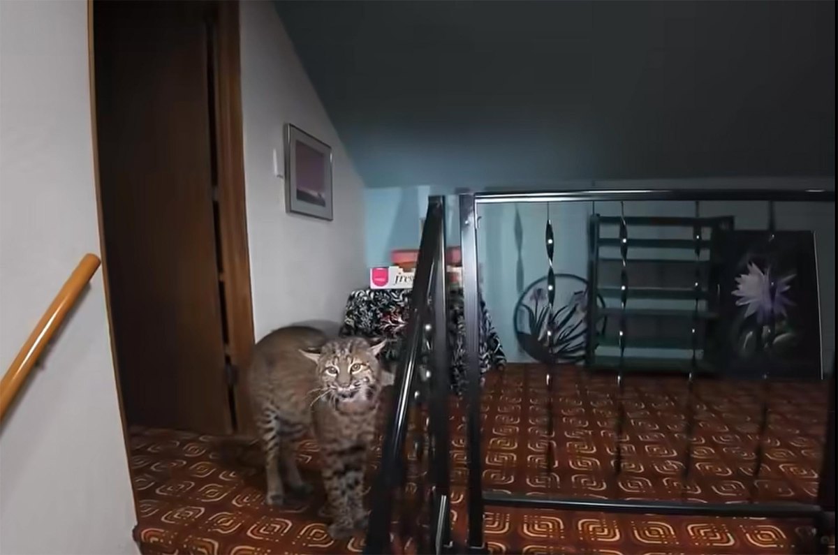 Police Called to Burglary Report Find Bobcat Inside Home