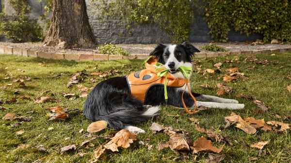 PetSmart Halloween Costumes
