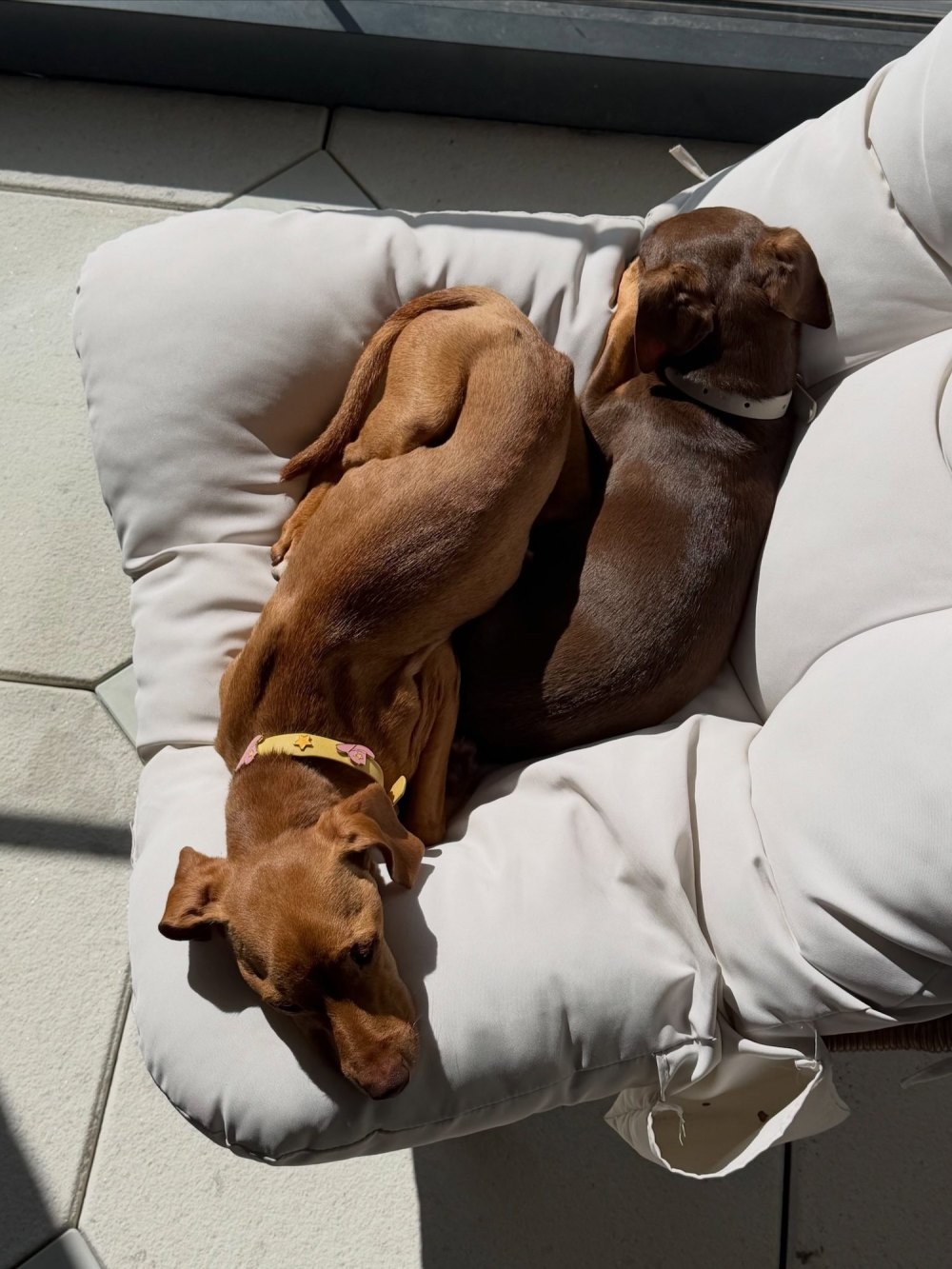 Amanda Batula Claims Kyle Cooke Doesnt Want Their Dogs