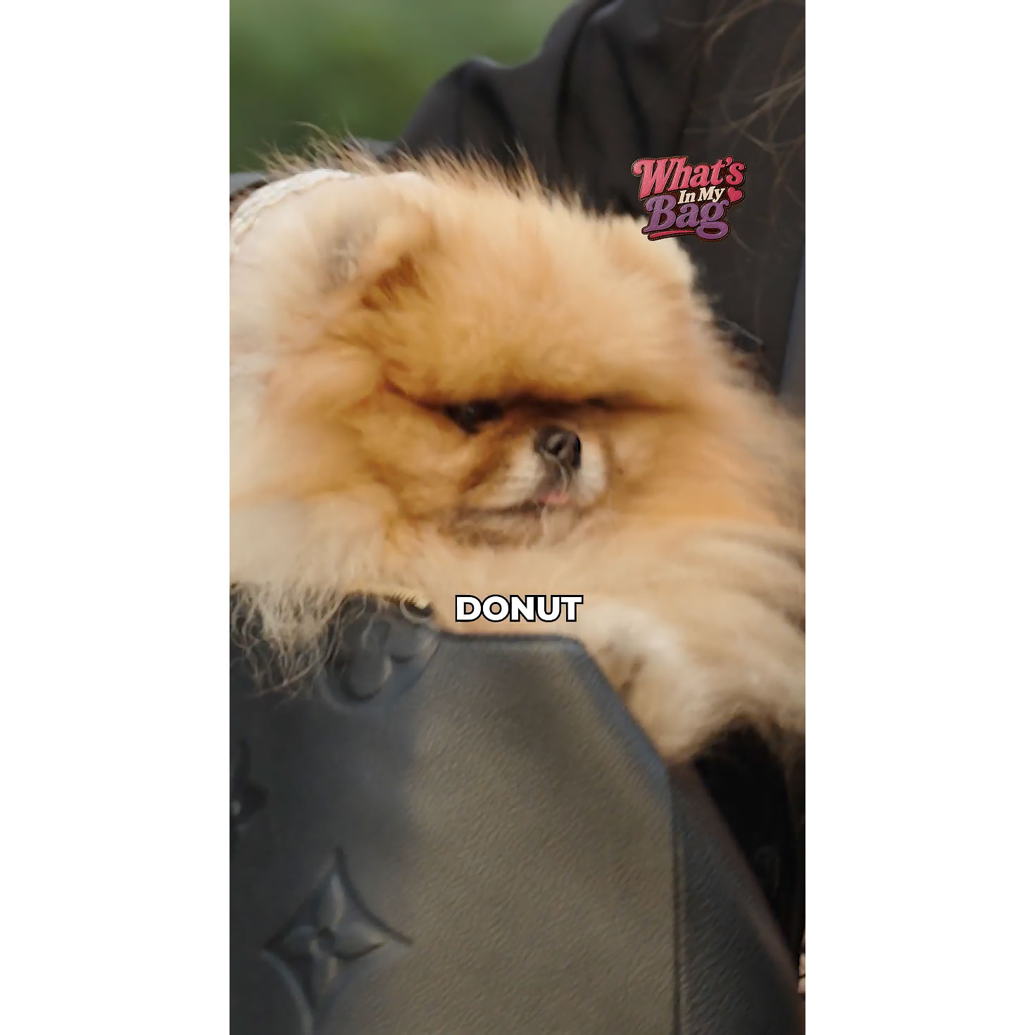 Lisa Vanderpump Carries Her Pup and 'Hospitality Bible' — What's in Her Bag