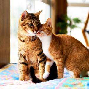 Cat Pets