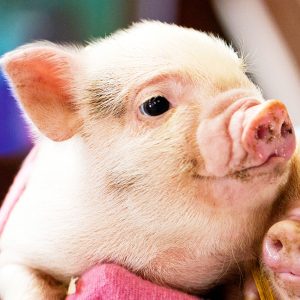 Pigs