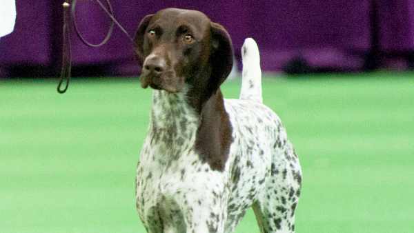 Westminster Kennel Club dog show