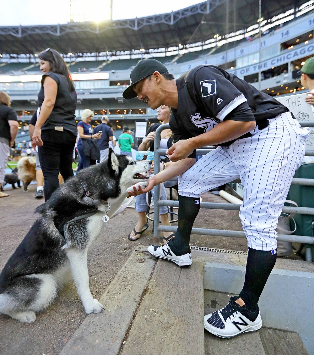 Chicago White Sox Dogs