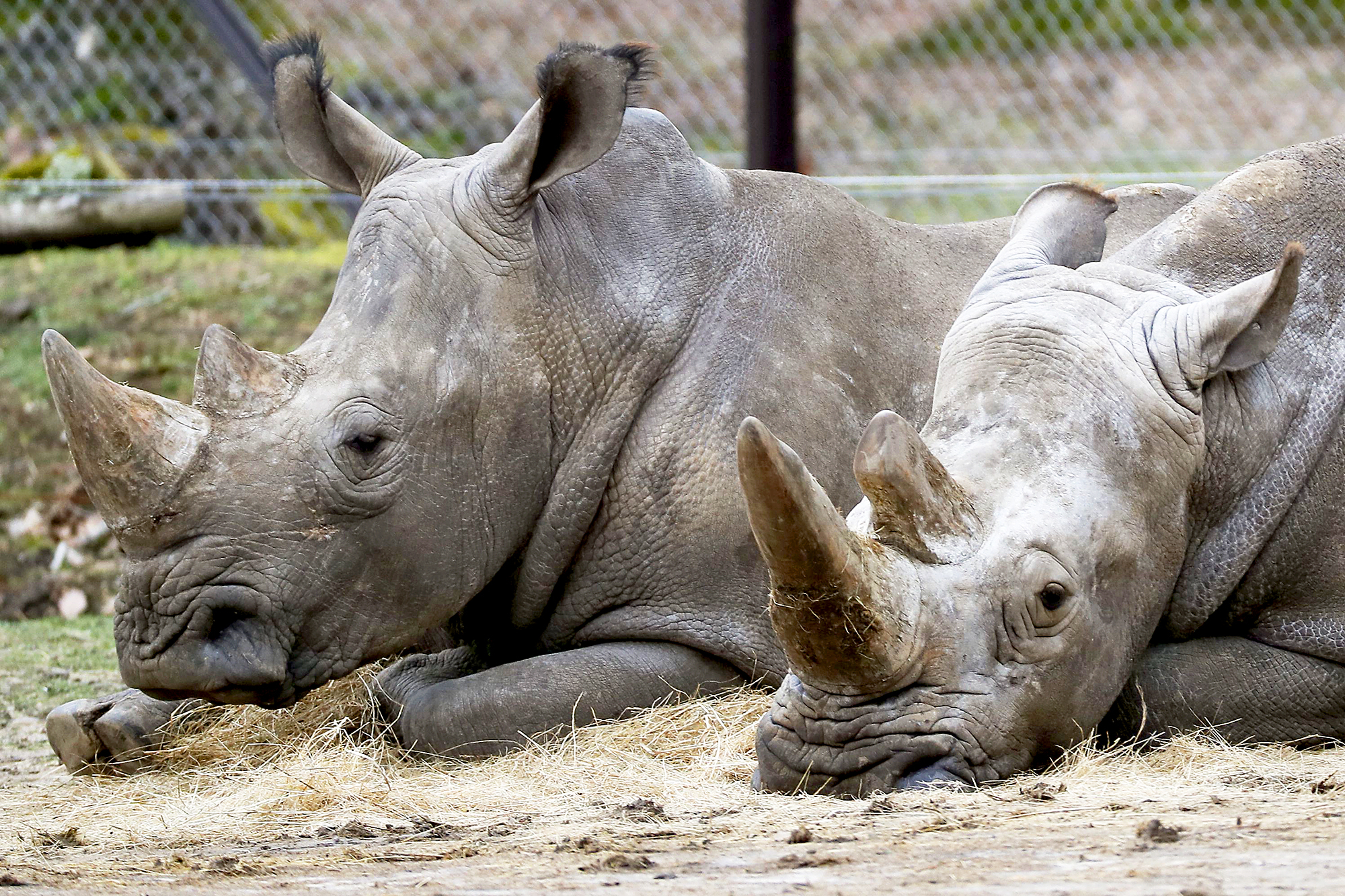 Rhinos